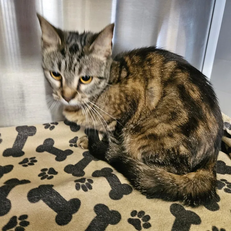 An adult medium-sized female Brown / Chocolate Domestic Short Hair cat named Munch for adoption in Lake Panasoffkee, FL