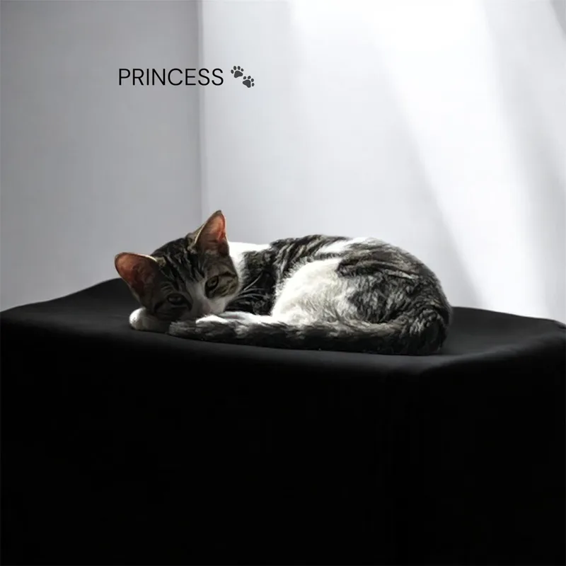 A baby medium-sized female Domestic Short Hair cat named Princess for adoption in North Bergen, NJ