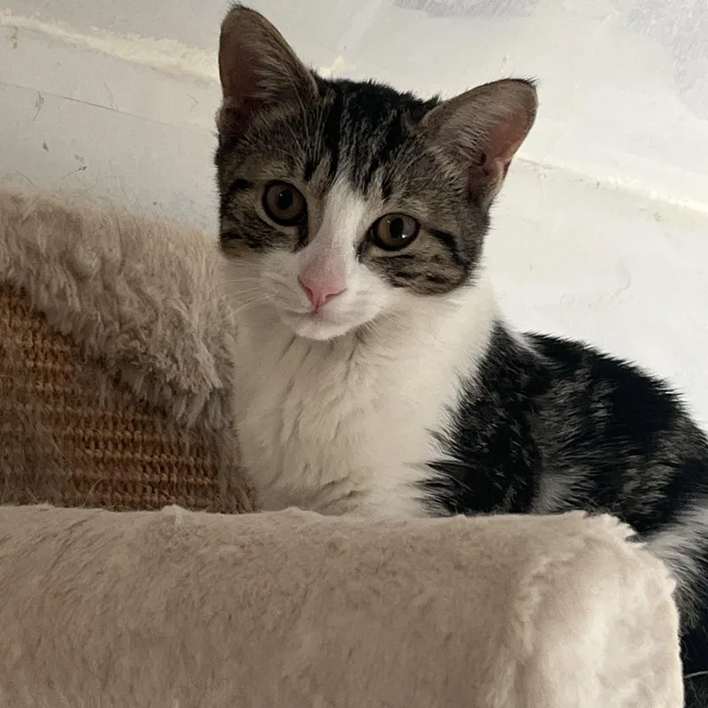 Princess thumbnail 2