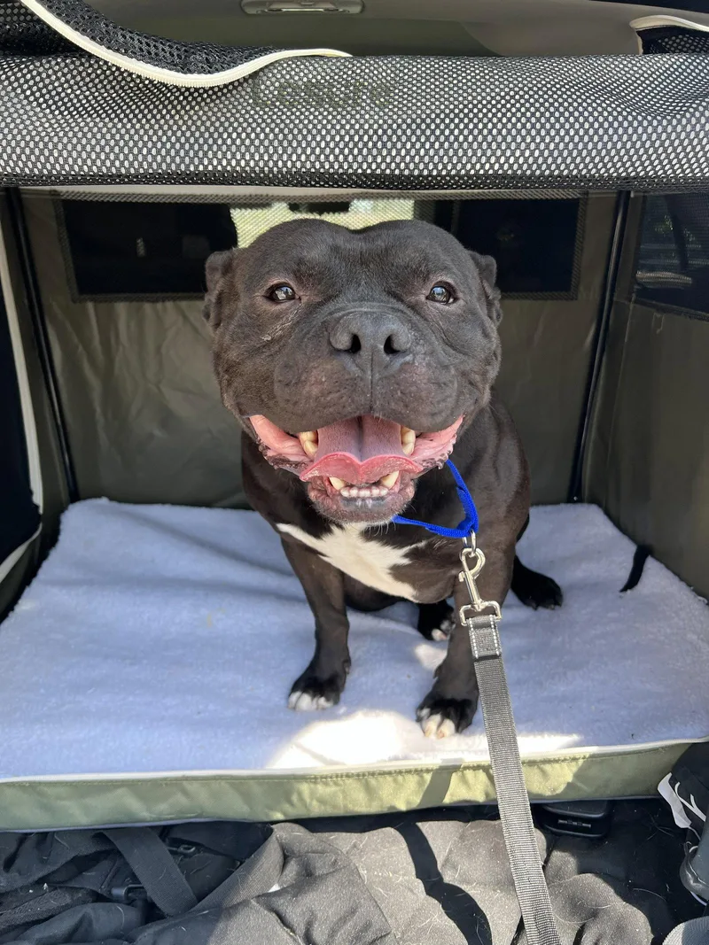 An adult large-sized male Terrier dog named Horatio for adoption in St. Louis, MO