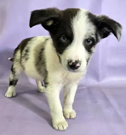 A baby medium-sized male Australian Shepherd dog named Steve for adoption in Morton Grove, IL