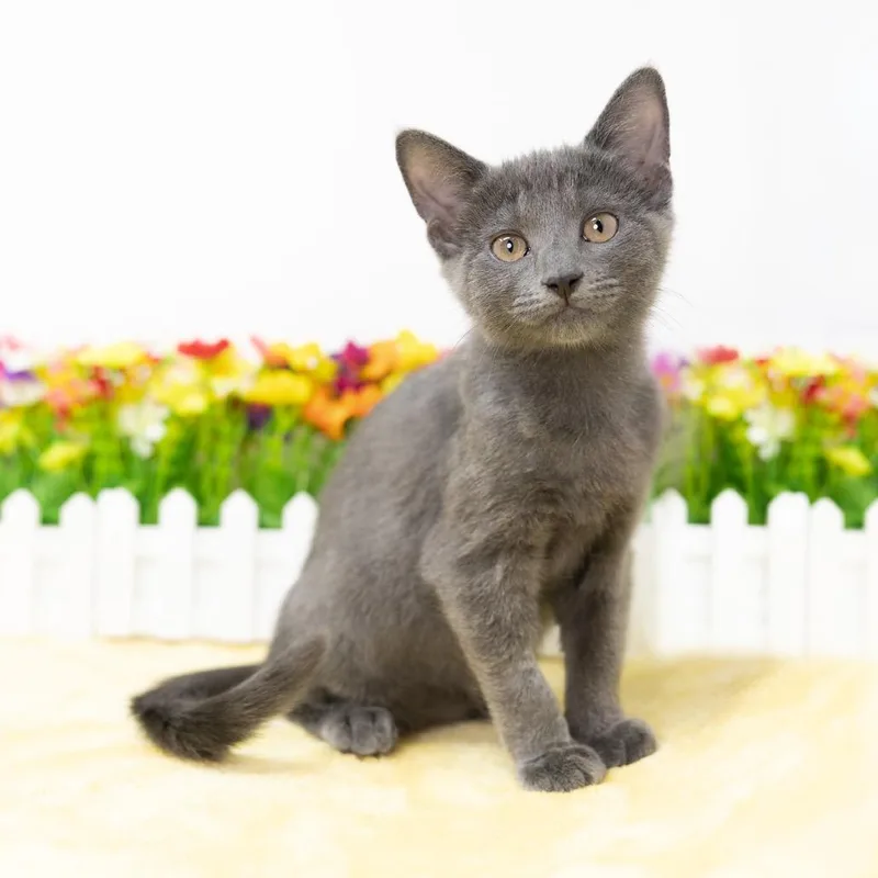 A baby small-sized female Gray / Blue / Silver Domestic Short Hair cat named Pixie for adoption in Durham, NC