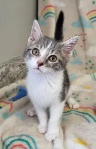 A young medium-sized male Domestic Short Hair cat named Rob for adoption in Bucyrus, OH