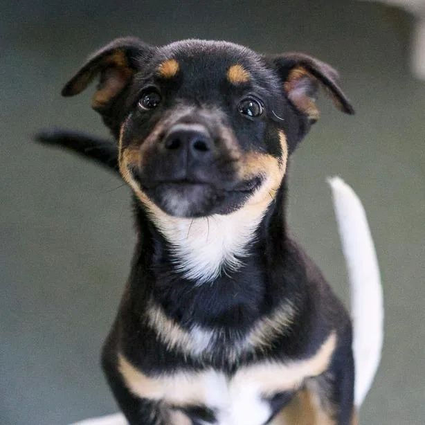 A baby medium-sized male Black Australian Cattle Dog / Blue Heeler dog named Jacob for adoption in Bradenton, FL
