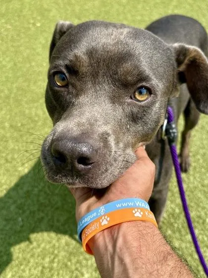 An adult large-sized male Gray / Blue / Silver Mixed Breed dog named Pickles for adoption in Wichita, KS