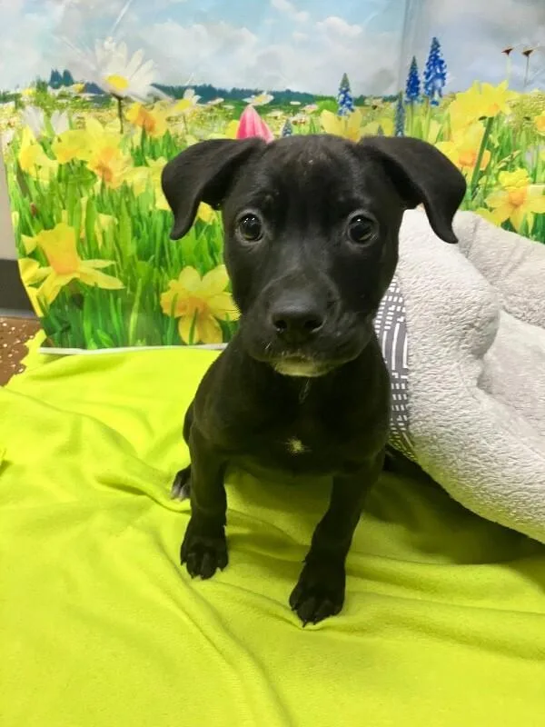 A young medium-sized female Black Mixed Breed dog named Linda for adoption in Jackson, TN