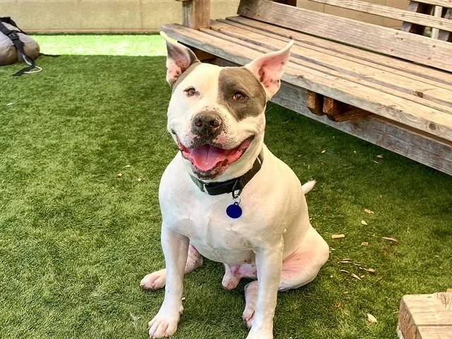 An adult large-sized male Pit Bull Terrier dog named Cass for adoption in Tustin, CA