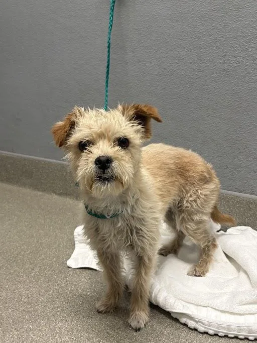 An adult small-sized male Terrier dog named Boots for adoption in Las Vegas, NV