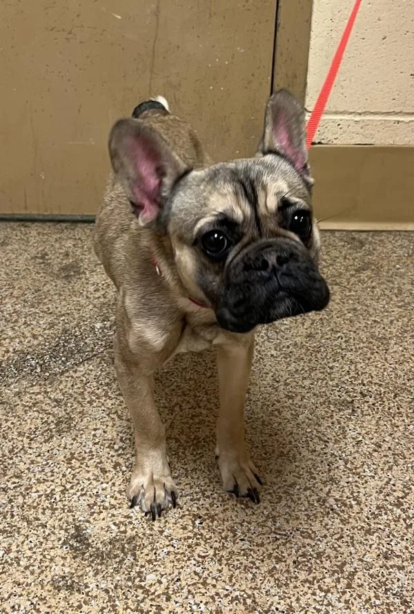 A young small-sized female French Bulldog dog named Lola for adoption in Salem, OR