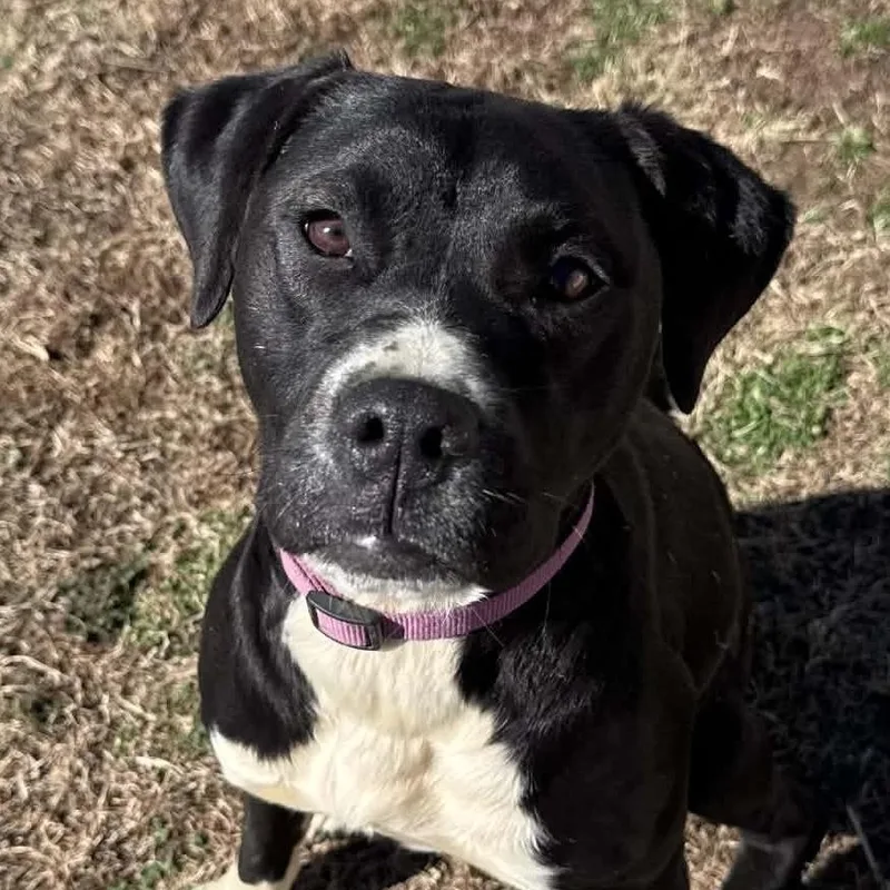 A young large-sized female Black English Pointer dog named Koa for adoption in Andover, MA