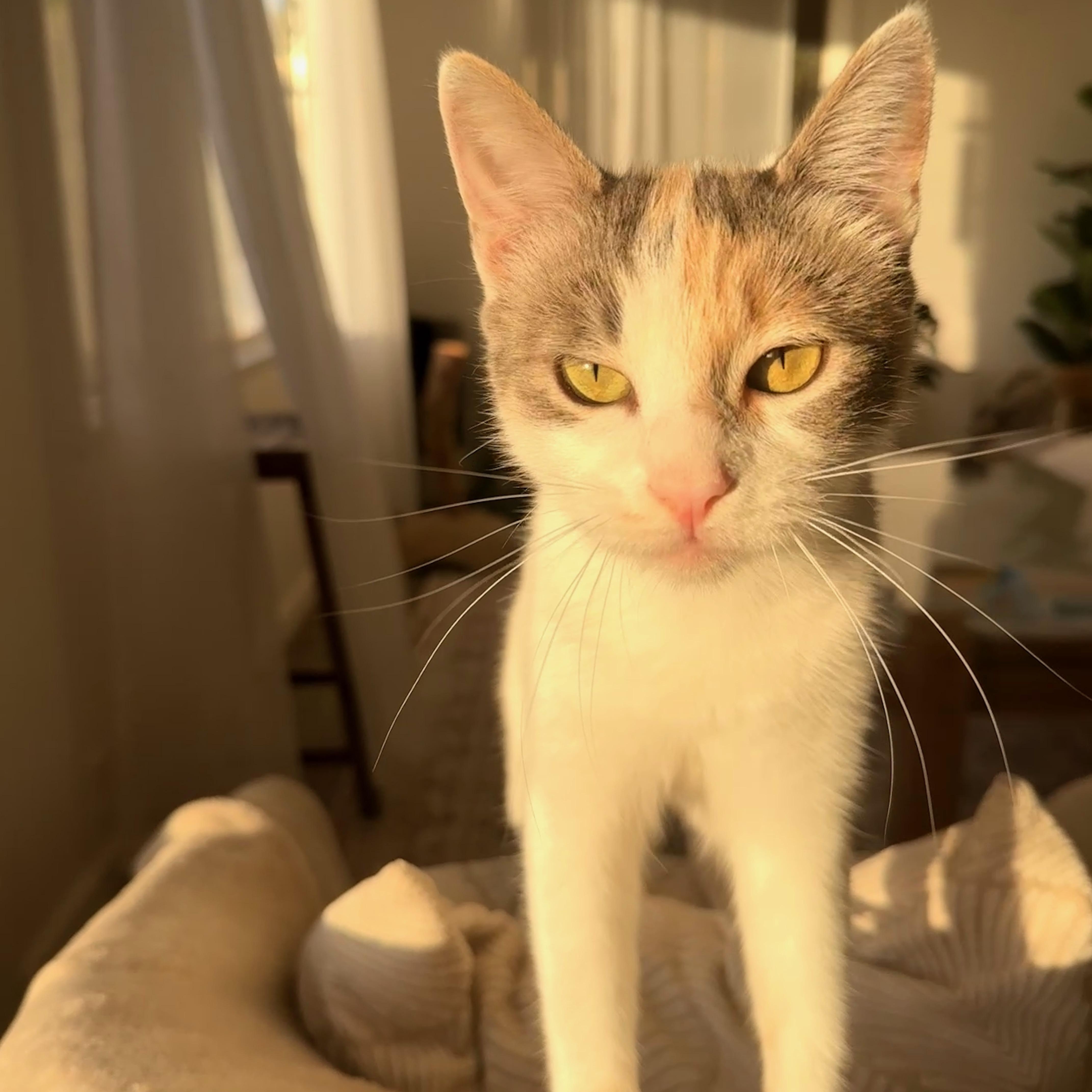 A young medium-sized female Torbie Domestic Short Hair cat named Mamma Polly for adoption in Malibu, CA