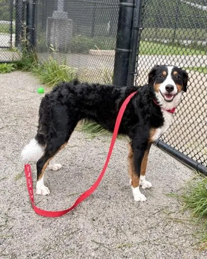 An adult medium-sized female Mixed Breed dog named Chicken Little for adoption in Fairfax, VA