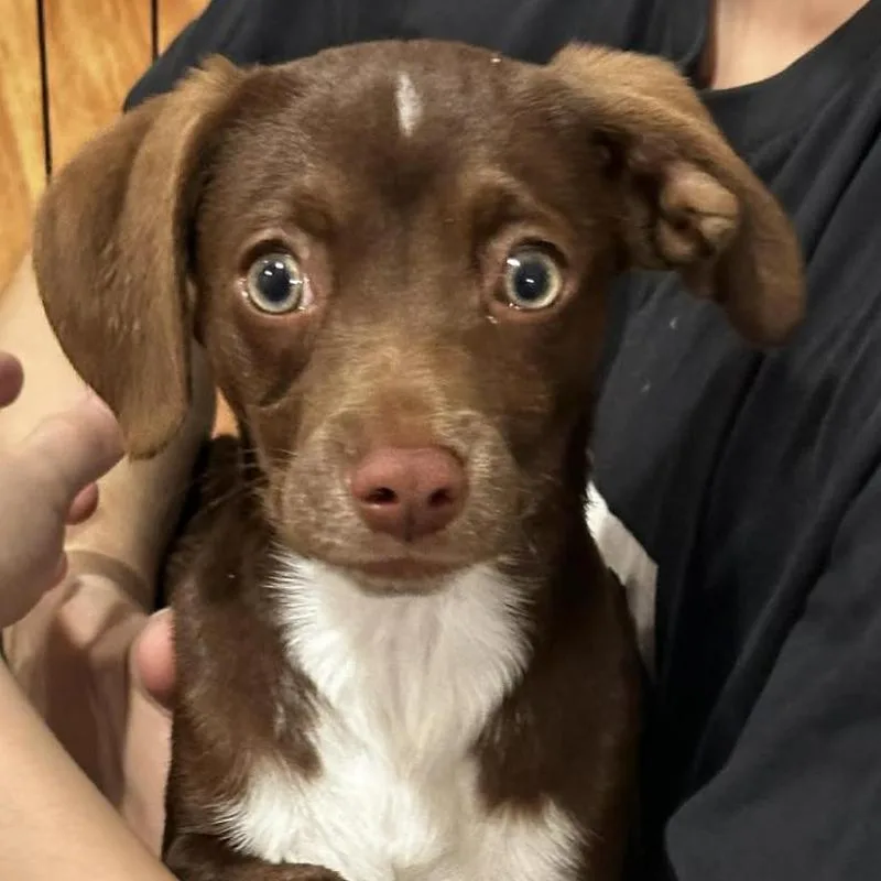 A baby small-sized female Terrier dog named Camila Cabello for adoption in Los Angeles, CA