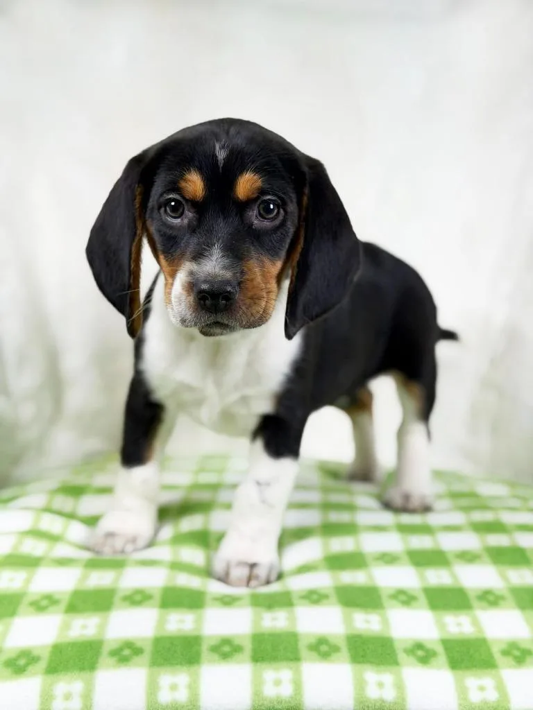 Spring Litter  Dewdrop thumbnail 2