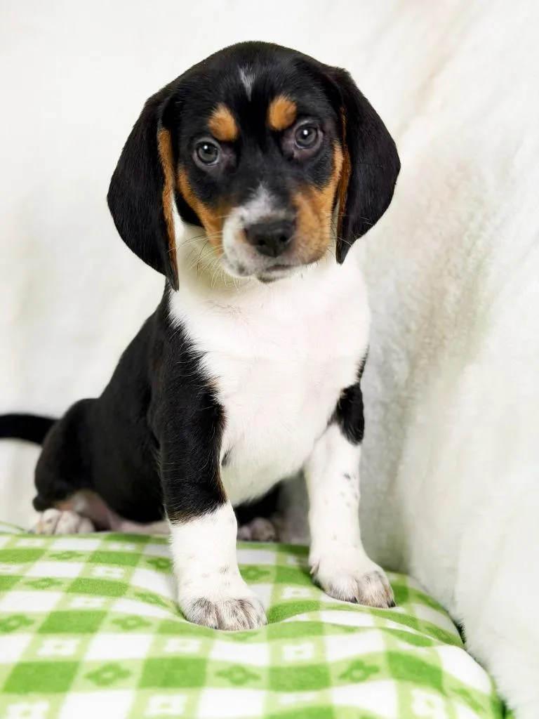 Spring Litter  Dewdrop thumbnail 3