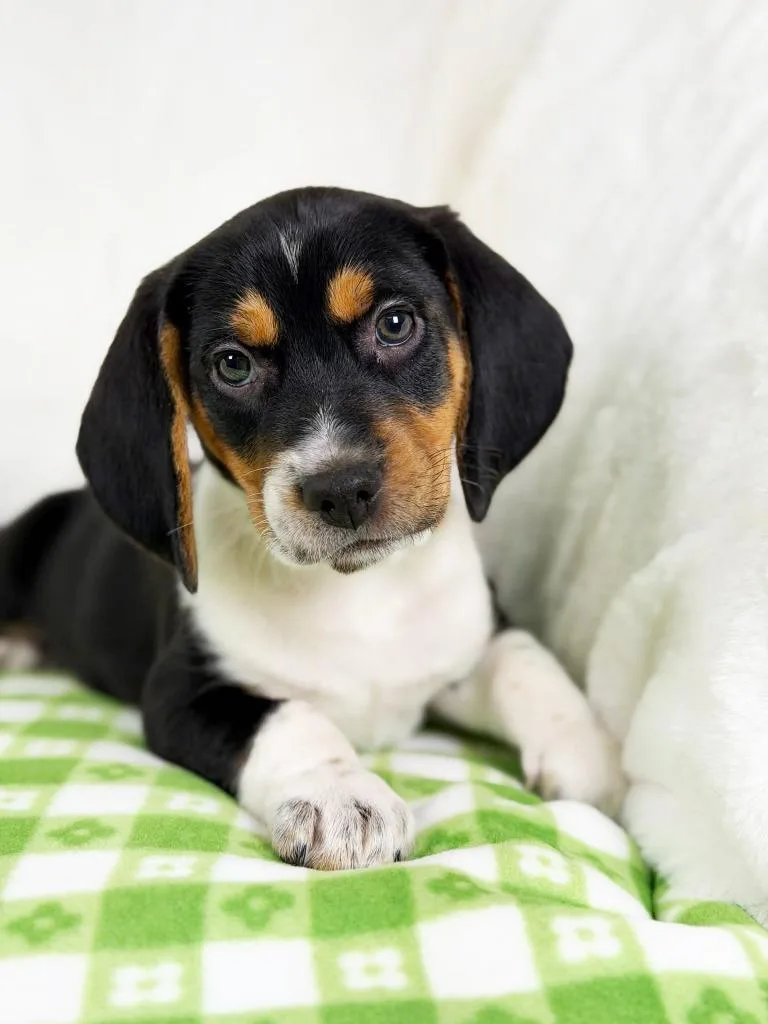 Spring Litter  Dewdrop thumbnail 4