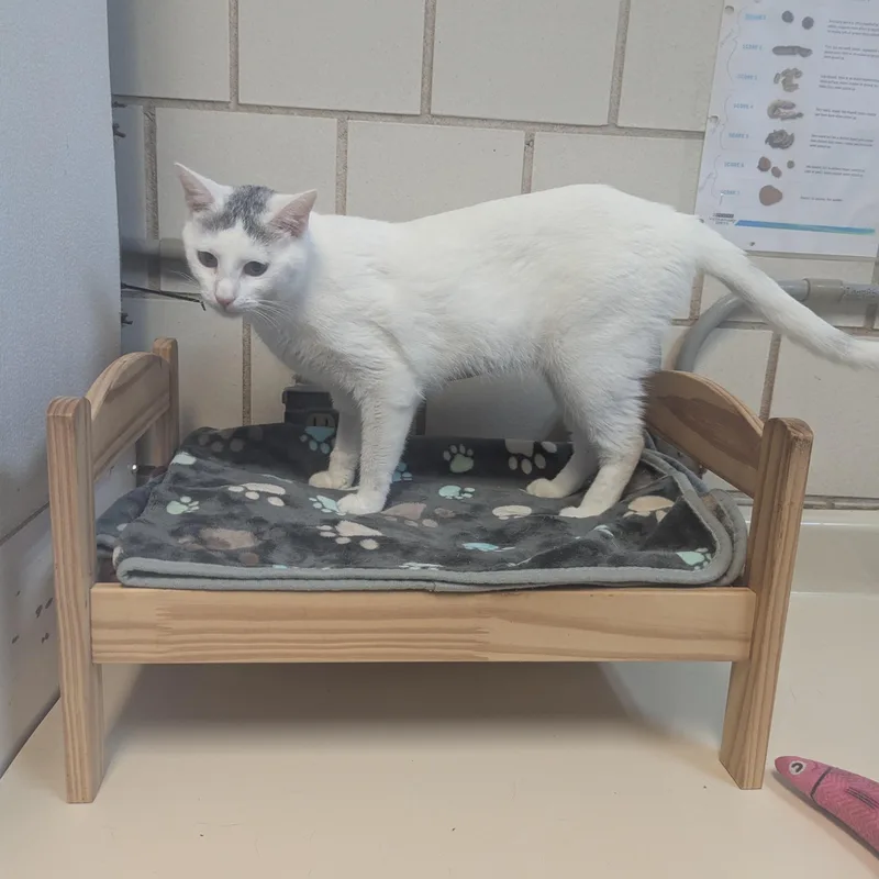 An adult medium-sized female White Domestic Short Hair cat named Bunny for adoption in Lago Vista, TX