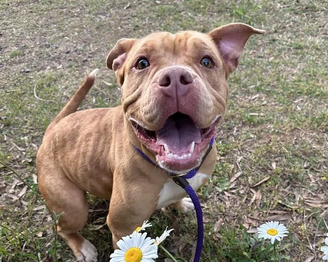 Rosie