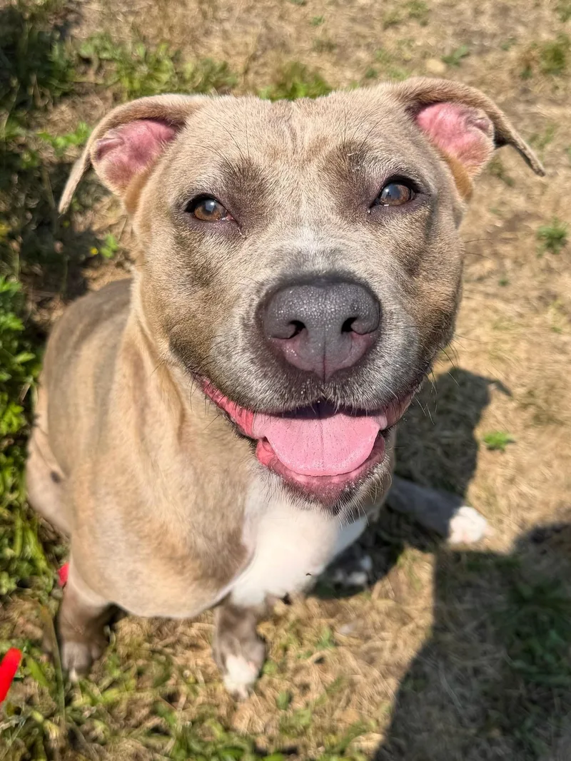 A young large-sized female Brindle Pit Bull Terrier dog named Octavia Tag for adoption in Central Islip, NY