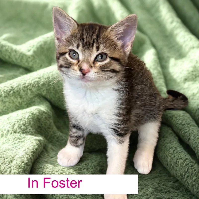 A baby small-sized male Brown / Chocolate Domestic Short Hair cat named Remy for adoption in Chapel Hill, NC