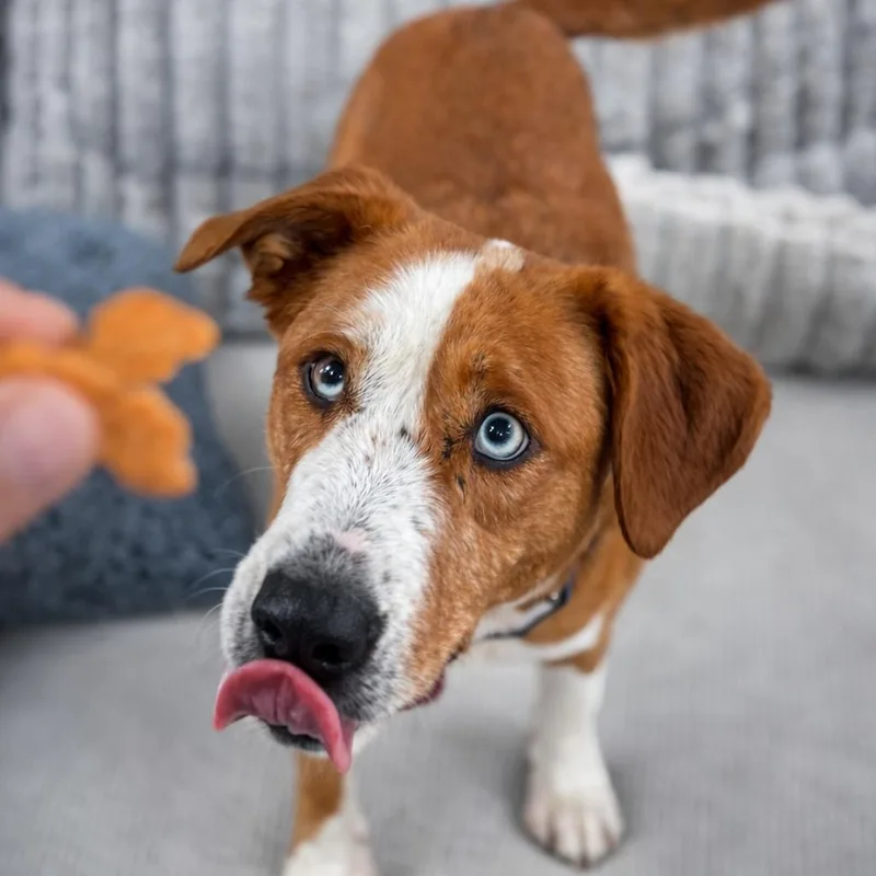 An adult medium-sized female Apricot / Beige Terrier dog named Ginger for adoption in Houston, TX