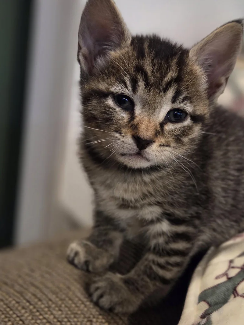 A baby medium-sized male Domestic Short Hair cat named Apple Trenton for adoption in Trenton, NJ