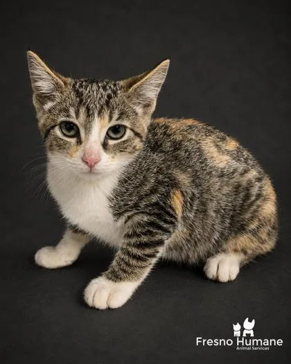 A baby small-sized female Domestic Short Hair cat named Peony for adoption in Fresno, CA