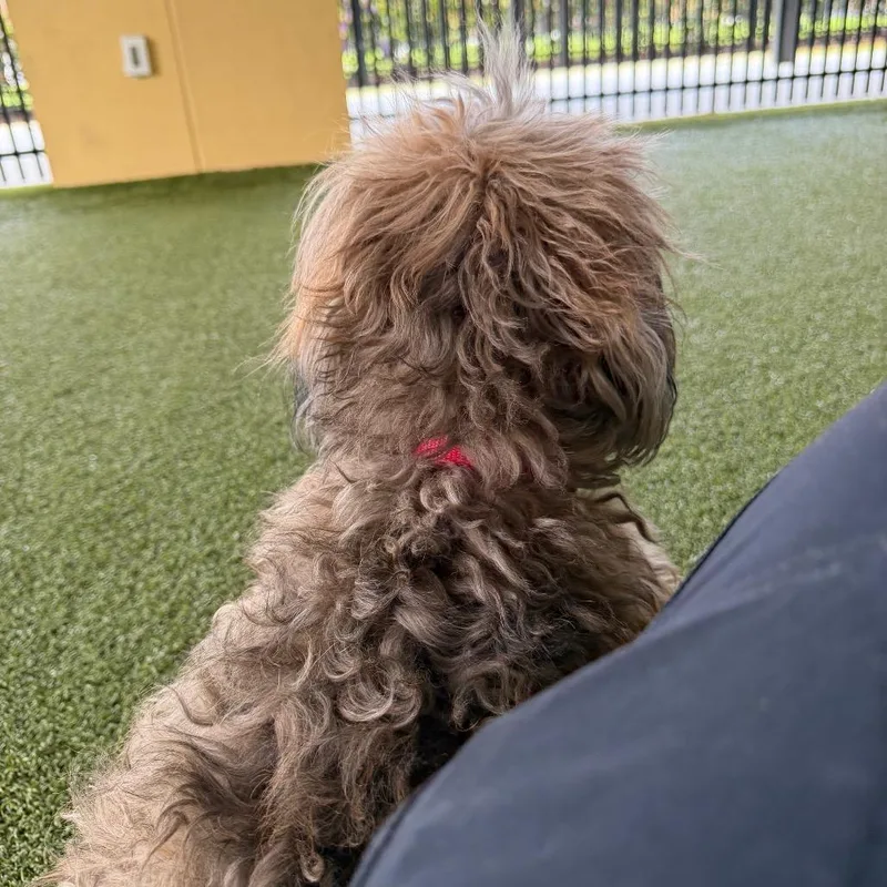 A senior small-sized female Yellow / Tan / Blond / Fawn Schnauzer dog named Faith for adoption in West Palm Beach, FL