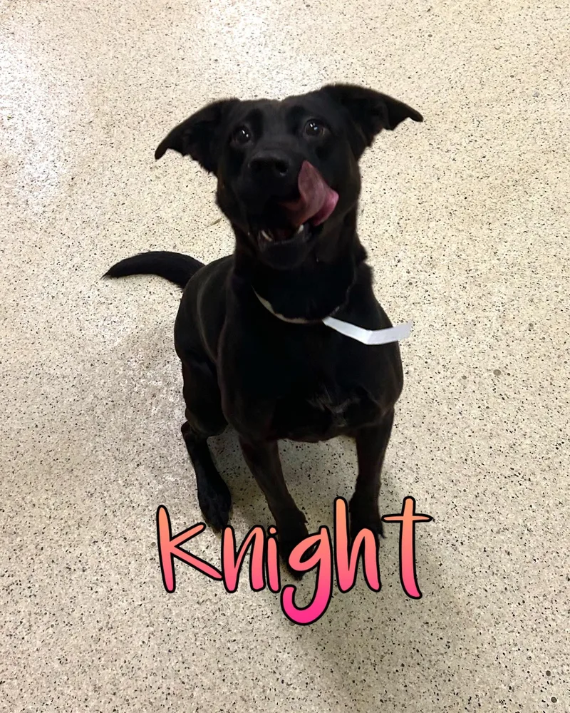 A young medium-sized female Black Labrador Retriever dog named Knight for adoption in Muncie, IN