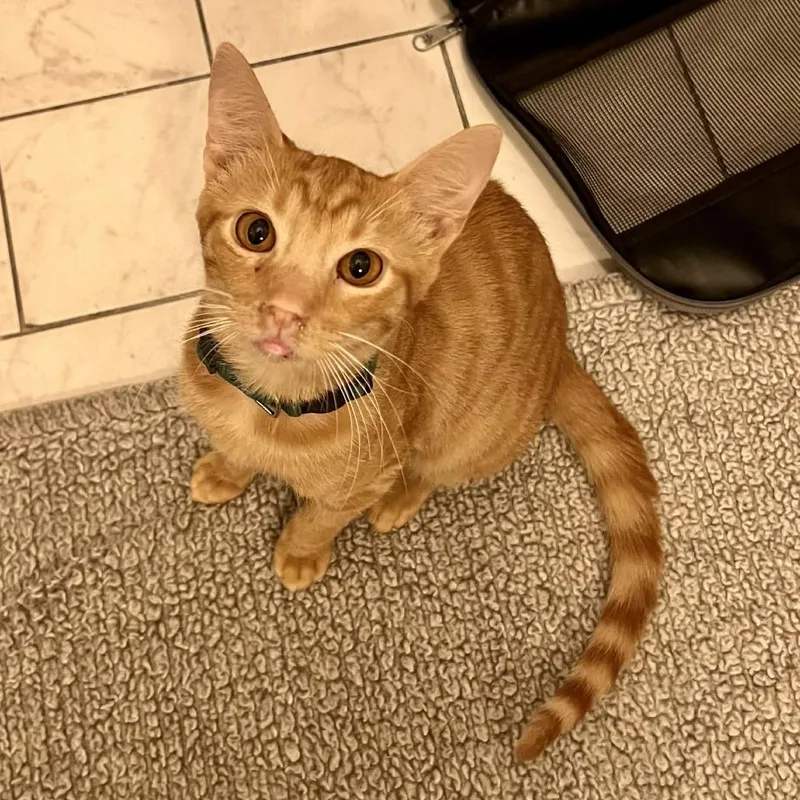 A baby small-sized male Orange / Red Domestic Short Hair cat named Nacho for adoption in San Diego, CA
