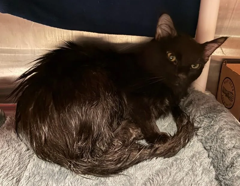 An adult medium-sized male Black Domestic Short Hair cat named Sylvester for adoption in Cincinnati, OH