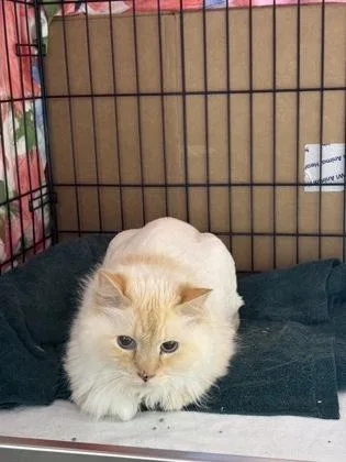 An adult medium-sized male Domestic Long Hair cat named Coolidge for adoption in Lowell, MA