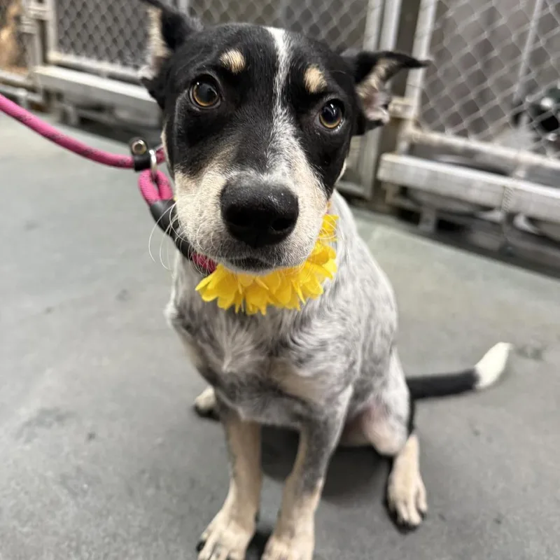 A young small-sized female Gray / Blue / Silver Mixed Breed dog named Seraphina for adoption in Las Cruces, NM