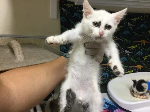 A baby small-sized male Domestic Long Hair cat named Panda for adoption in Riverside, CA