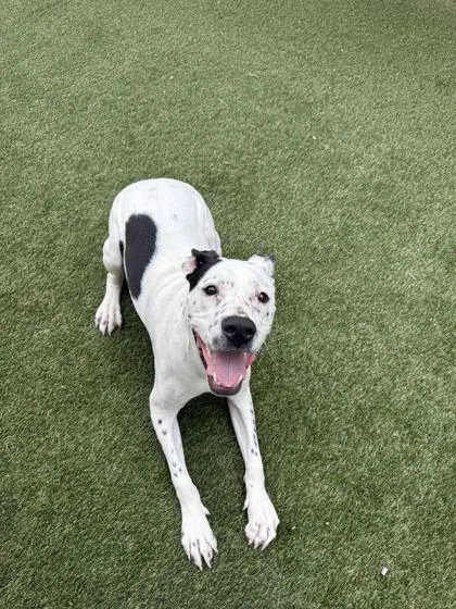 A young large-sized male Mixed Breed dog named Guster for adoption in Lafayette, IN