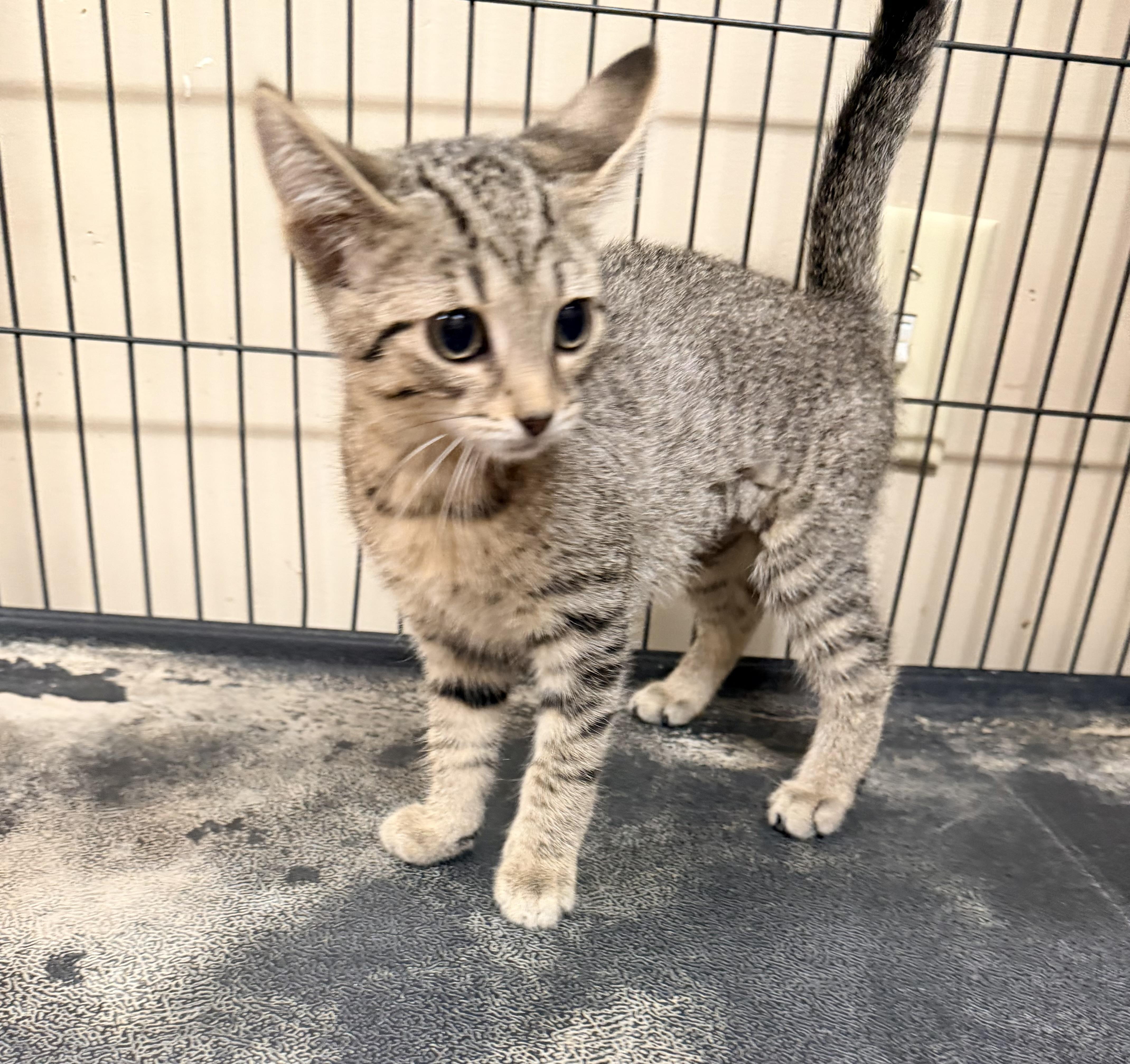 A baby medium-sized female Tabby (Tiger Striped) Domestic Short Hair cat named Vivian for adoption in Logan, OH