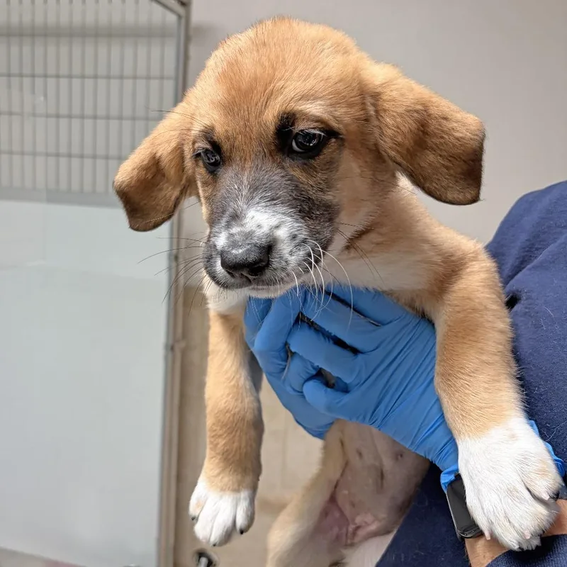A baby small-sized female Brown / Chocolate Great Pyrenees dog named Peach for adoption in Ojai, CA