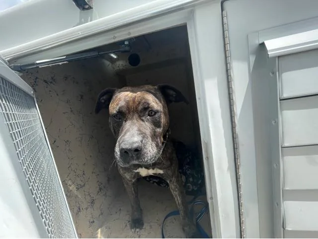 An adult large-sized male Mixed Breed dog named Harry for adoption in West Palm Beach, FL