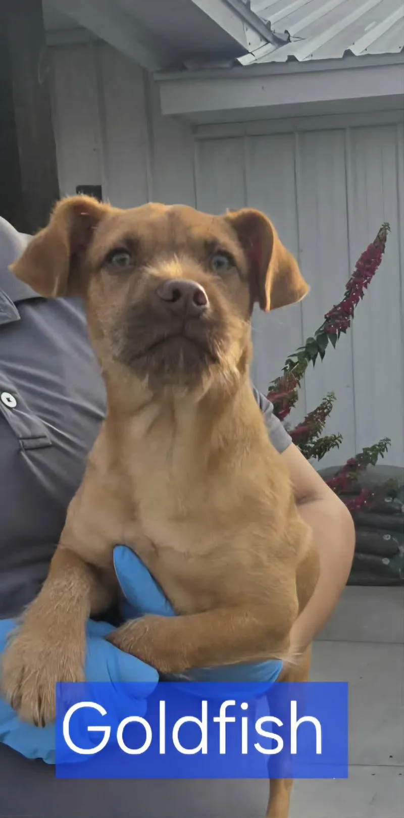 A baby small-sized male Terrier dog named Goldfish for adoption in Minneapolis, MN