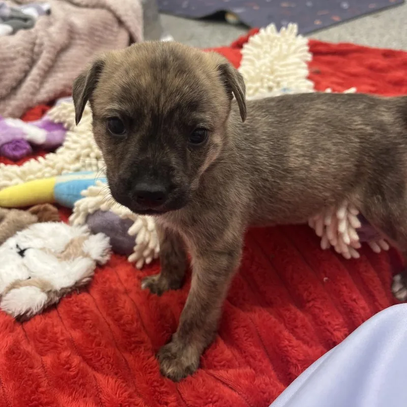 A baby medium-sized male Brindle Cattle Dog dog named Percussion for adoption in Las Vegas, NV