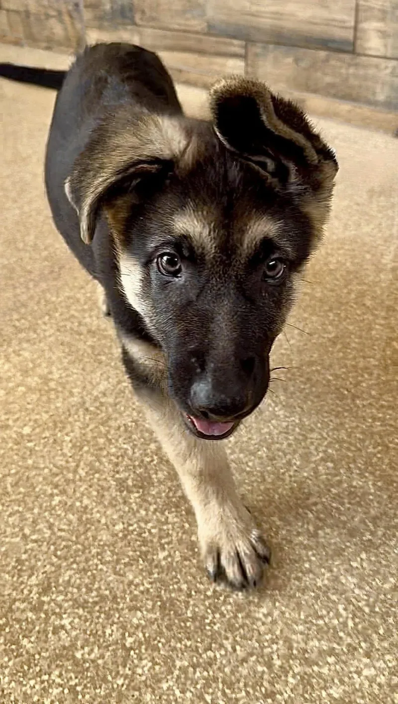 A baby large-sized male Black German Shepherd Dog dog named Felix for adoption in Glendale, AZ