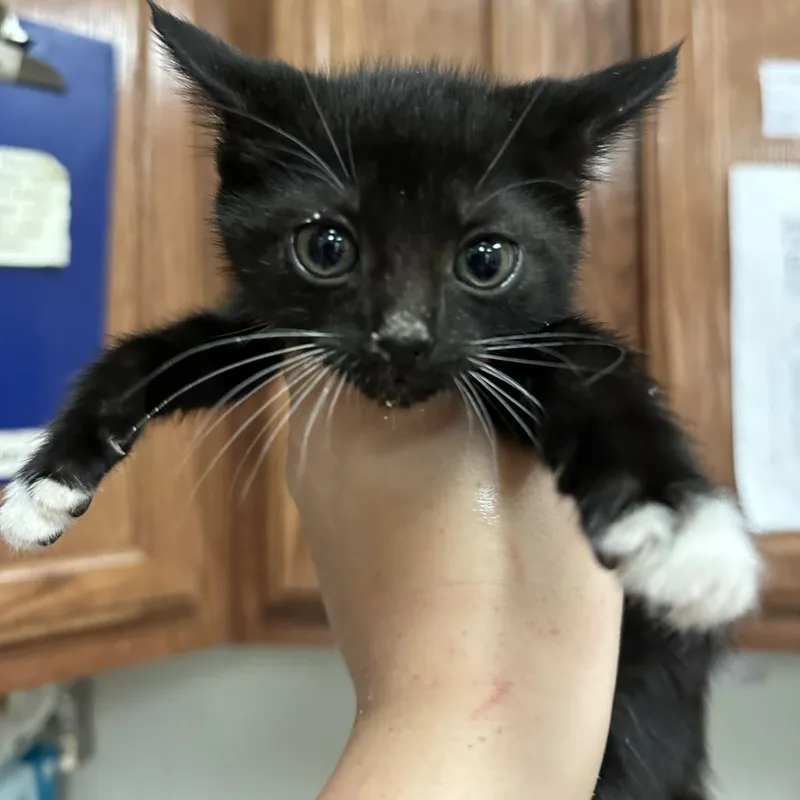 Vamperina  U thumbnail 2