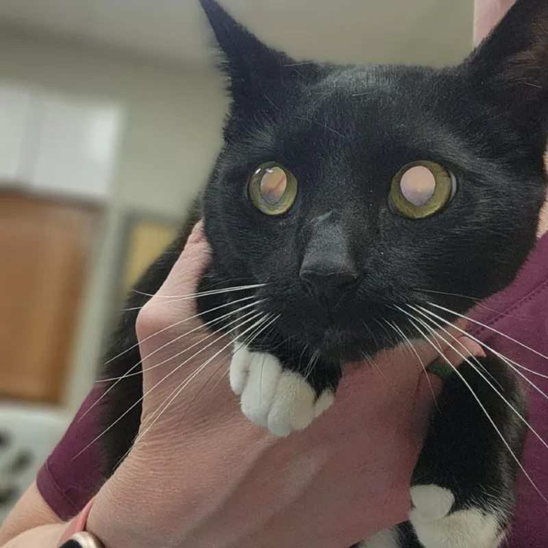 Vamperina  U thumbnail 3