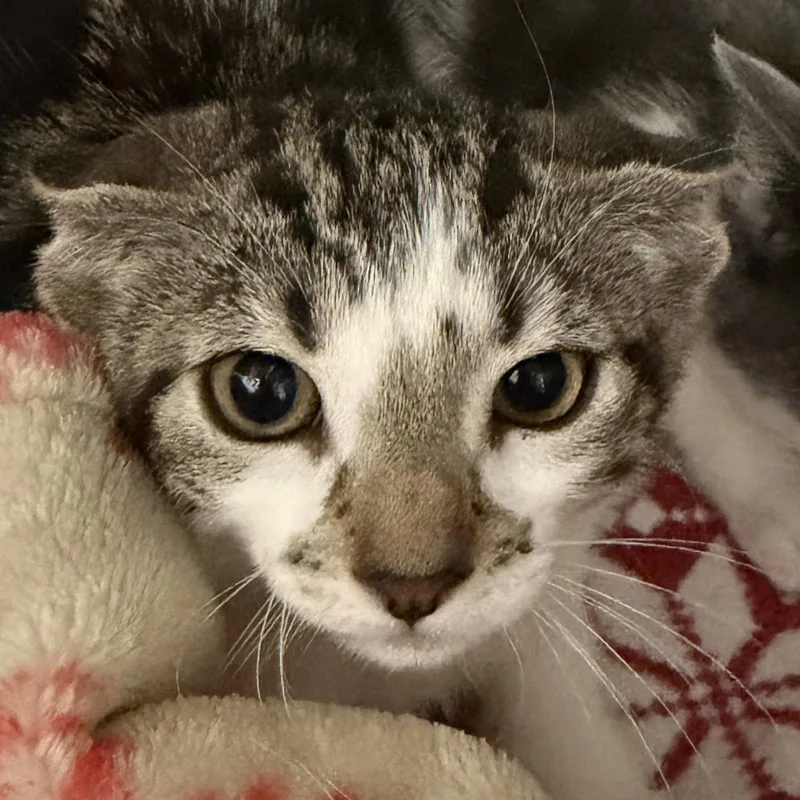 A baby small-sized female Brown / Chocolate Domestic Short Hair cat named Coffee for adoption in Oakland, CA