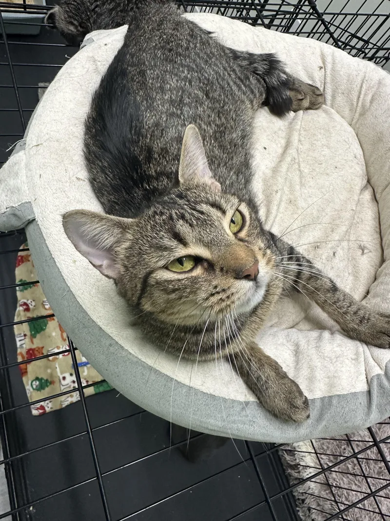 A young medium-sized female Domestic Short Hair cat named Dolly for adoption in Pleasantville, NJ