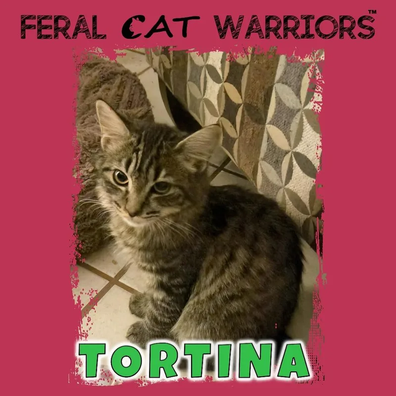 A baby small-sized female Black Domestic Short Hair cat named Tortina for adoption in Kingman, AZ