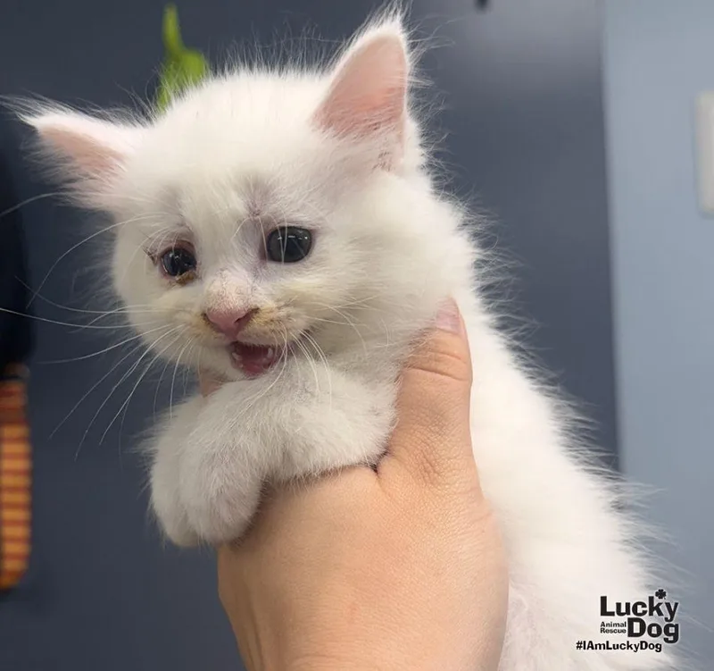 A baby medium-sized female White Domestic Short Hair cat named Electra for adoption in Washington, DC