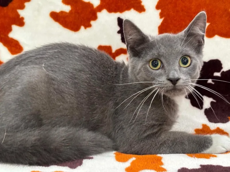 A baby small-sized male Domestic Short Hair cat named Grayson for adoption in Warrenton, NC
