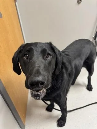 An adult extra large-sized male Labrador Retriever dog named Butte for adoption in Missoula, MT