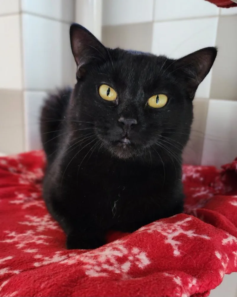 A young medium-sized male Domestic Short Hair cat named Thin Mints for adoption in Superior, WI